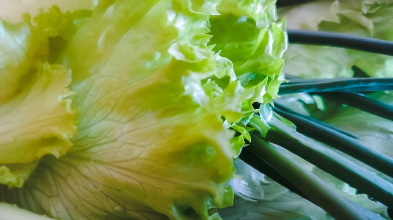 Closeup of lettuce and green scallions