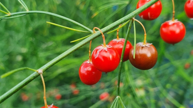 asparagus berries