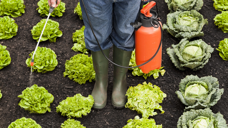 farmer spraying pesticides on leafy greens
