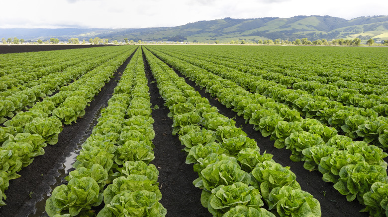 romaine lettuce growing on farm in front of mountain