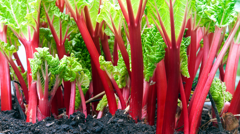 rhubarb growing