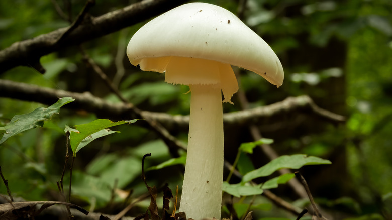 destroying angel mushroom growing