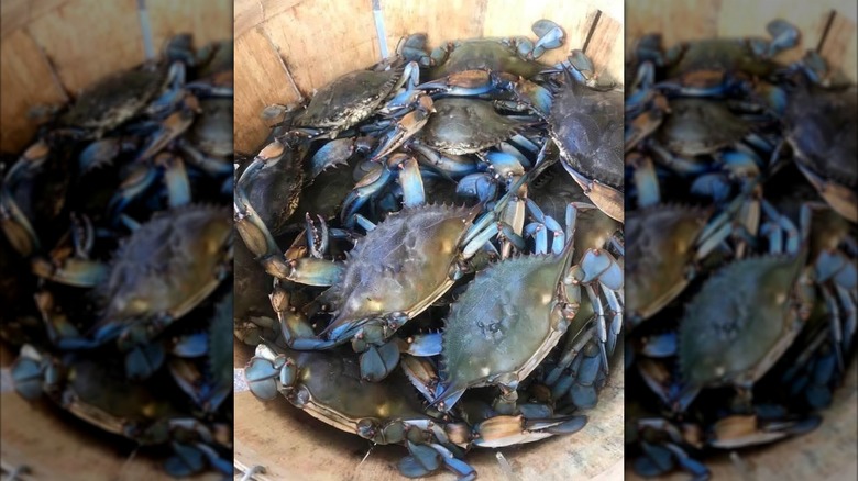 close-up of blue crabs in a barrel