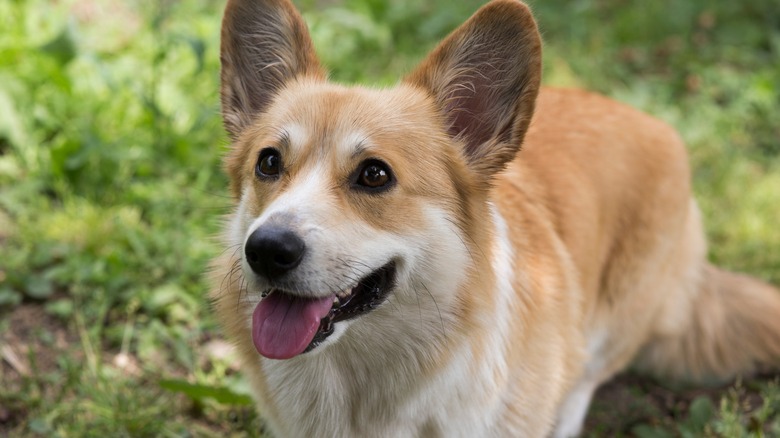 One of Queen Elizabeth's corgis