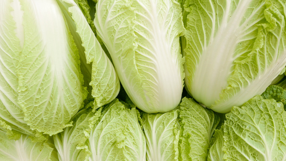 Group of napa cabbages