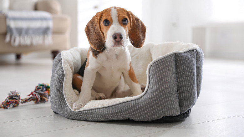 a dog in a dog bed