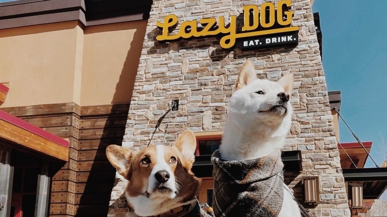 Two dogs at Lazy Dog 