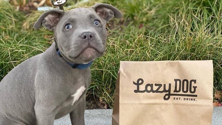 Puppy with Lazy Dog doggie bag