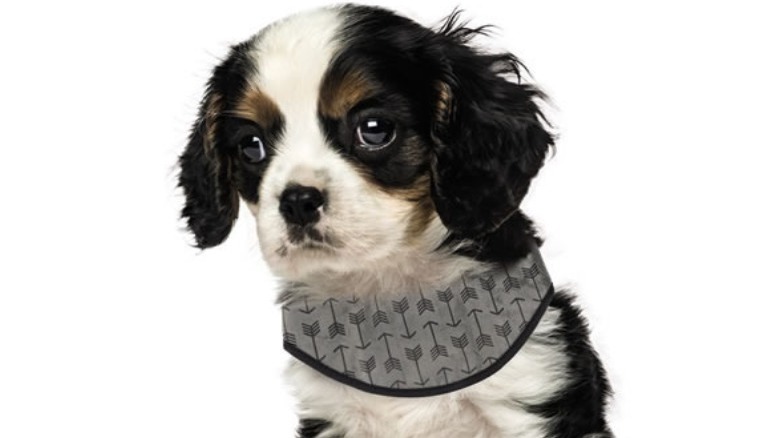 Heart to Tail Pet Cooling Bandana (two colors/patterns)