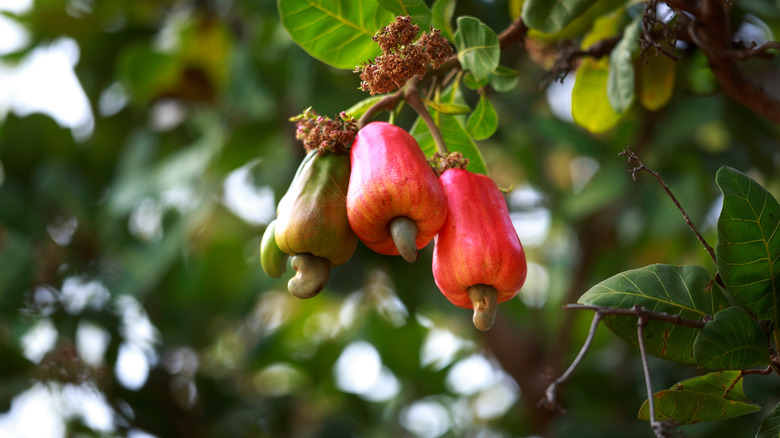 Cashew fruit 
