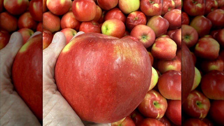 Hand holding large Rave apple