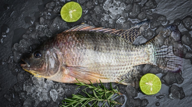 raw tilapia with cut limes on board