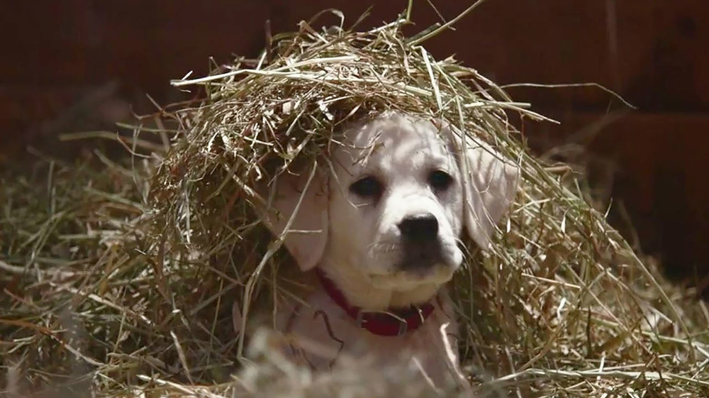 dog under pile of hay