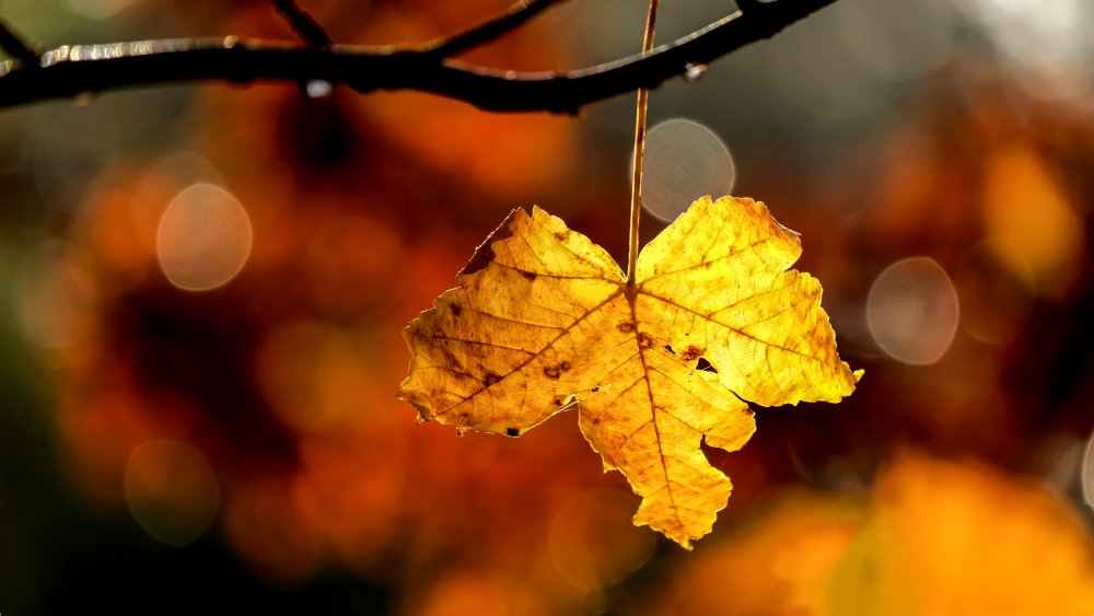 yellow leaf on a tree