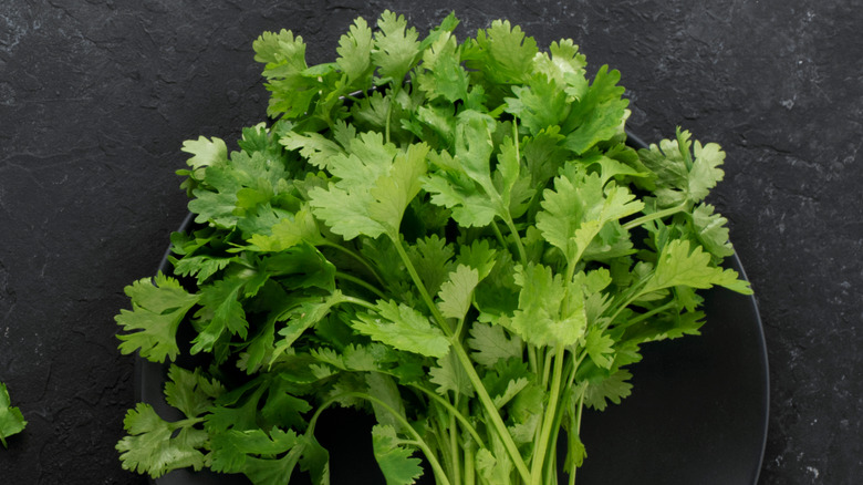 A bunch of cilantro