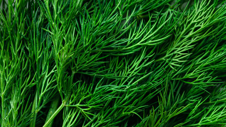 Fresh dill close-up