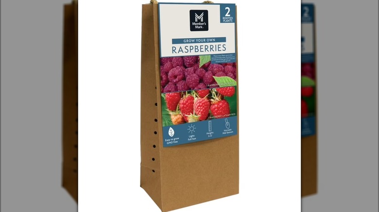 A grow your own sweet potato kit with seeds for planting.