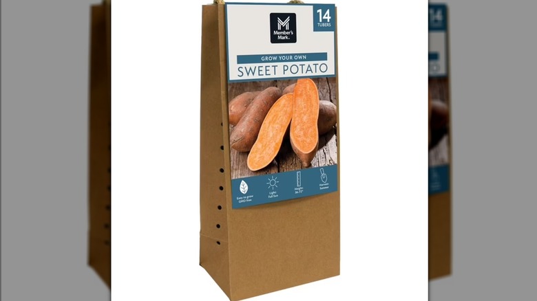 A grow your own sweet potato kit with sprouted roots for planting.