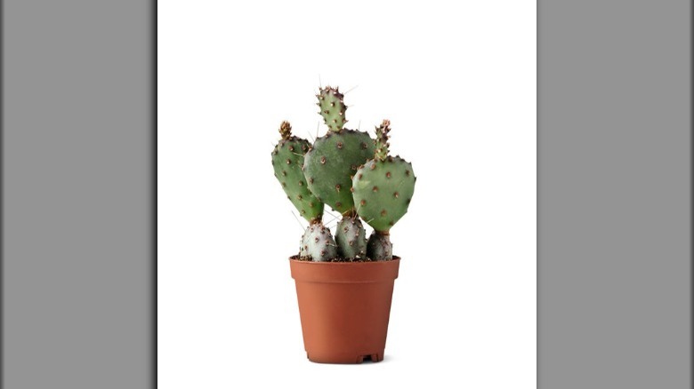 A mini cactus plant