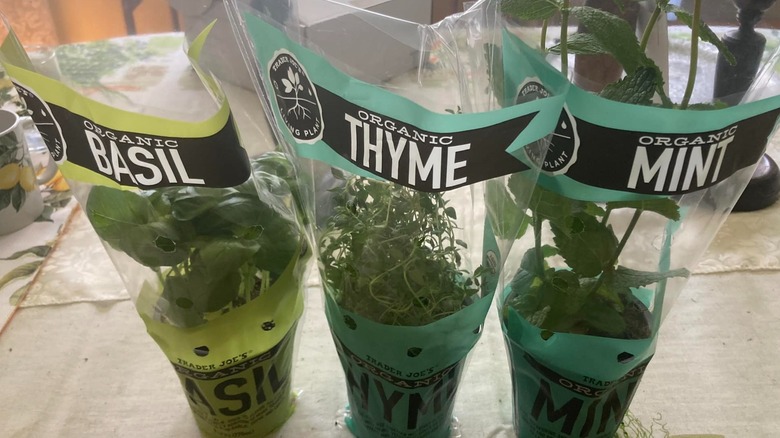Trader Joe's potted basil, thyme, and mint