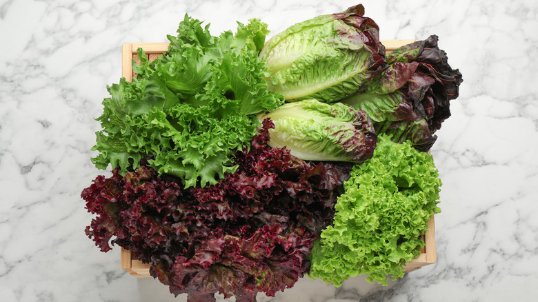 assorted red and green lettuce