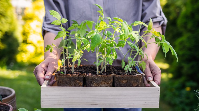 A person holding a tray of small plants