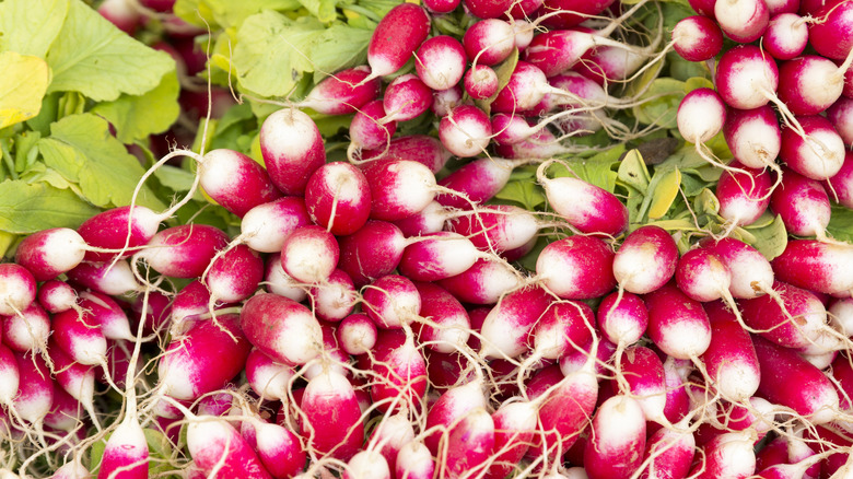A bunch of red and white radishes.