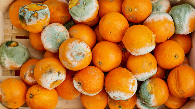 Moldy oranges in basket