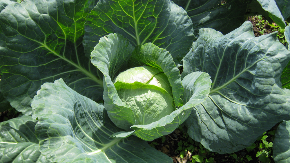 green cabbage growing in garden