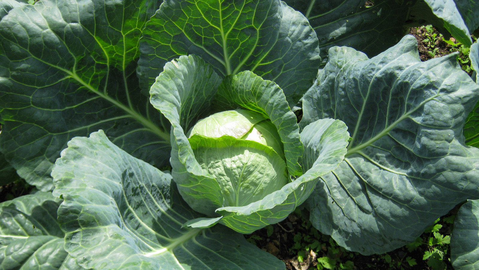 The Best Ways To Use Your Outer Cabbage Leaves