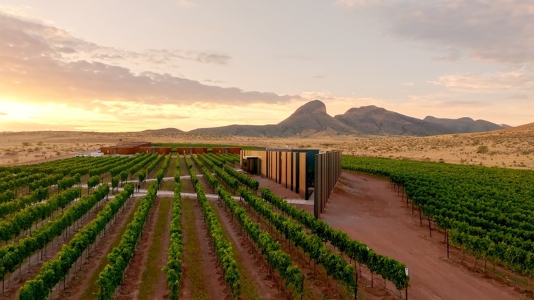 A panoramic view of a modern winery building surrounded by rows of green grapes with a desert terrain and mountains in the background