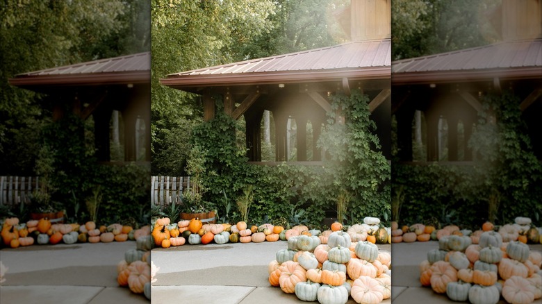 Pumpkins arranged outside a vine-covered building at a winery