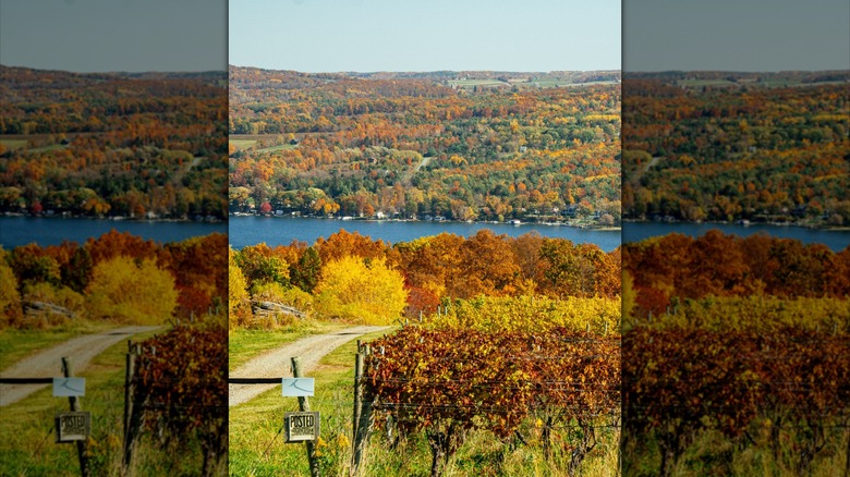 Rows of grape vines overlooking a lake with fall foliage