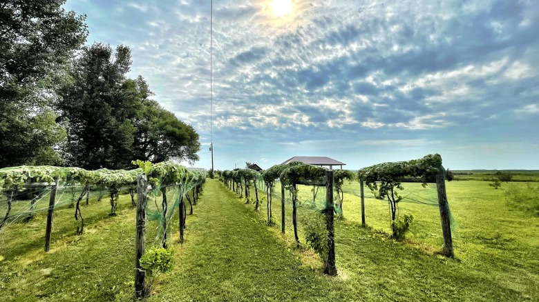 Rows of grape vines under a cloudy sky with the sun peaking out