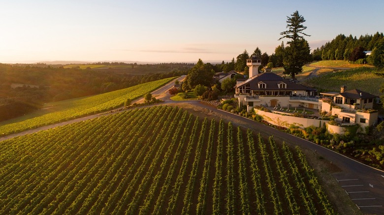 Aerial view of vineyard rows leading to a hilltop winery at sunset
