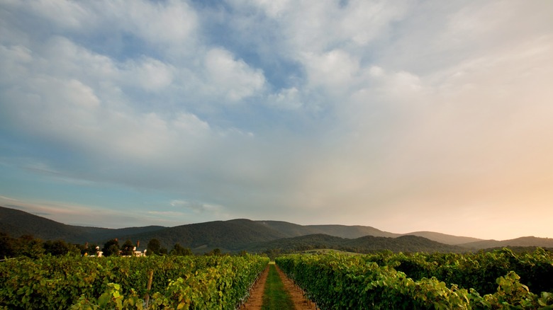 Long rows of grape vines with rolling mountains in the background