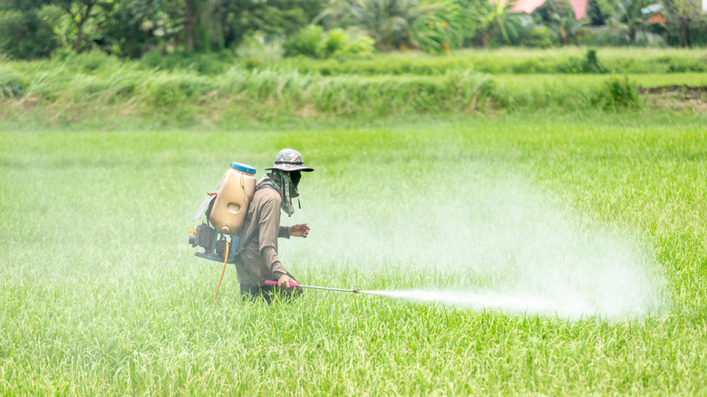 Farm worker spraying chlorpyrifos on crops