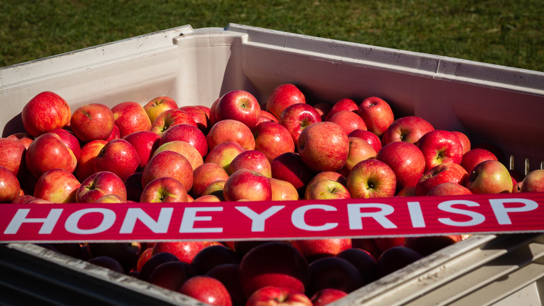 Bin of apples with "Honeycrisp" sign