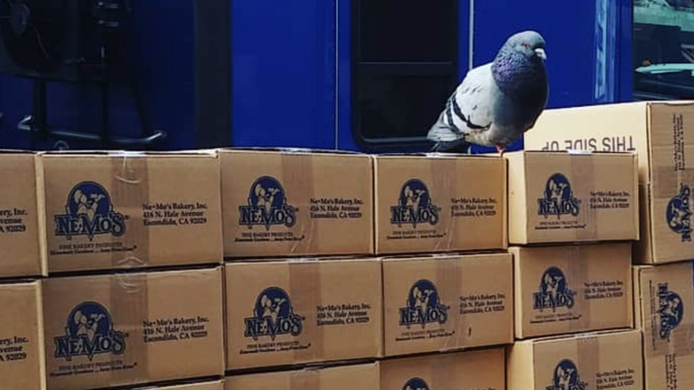 Pigeon on top of stack of Ne-Mo's bakery boxes