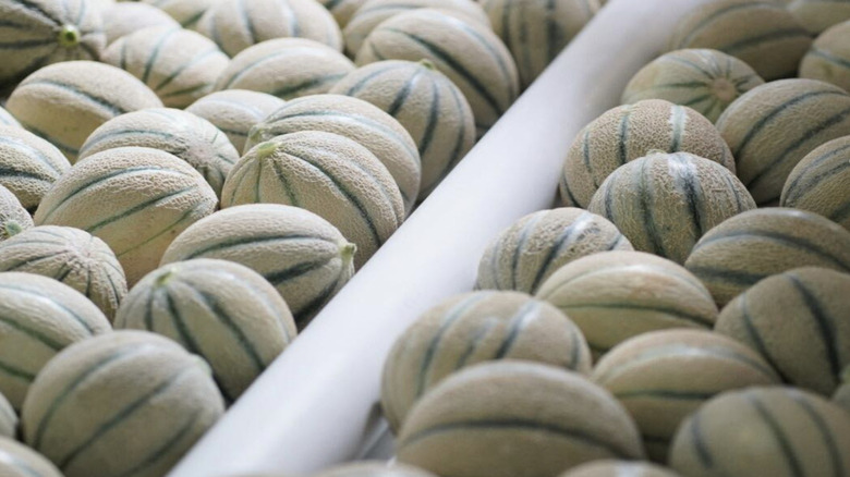 Rows of Italian cantaloupe being prepared for shipment