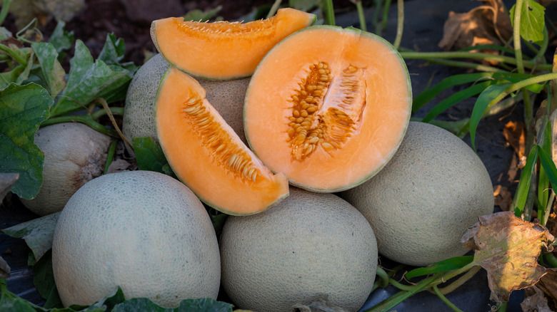 Farm grown cantaloupe and greenery