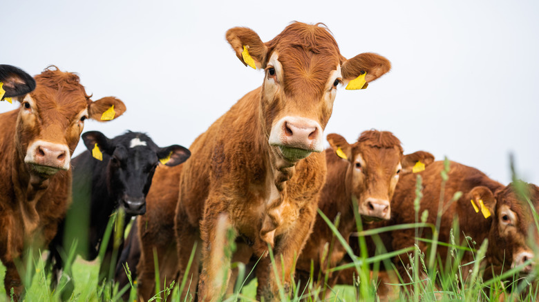 Cattle grazing on farmland