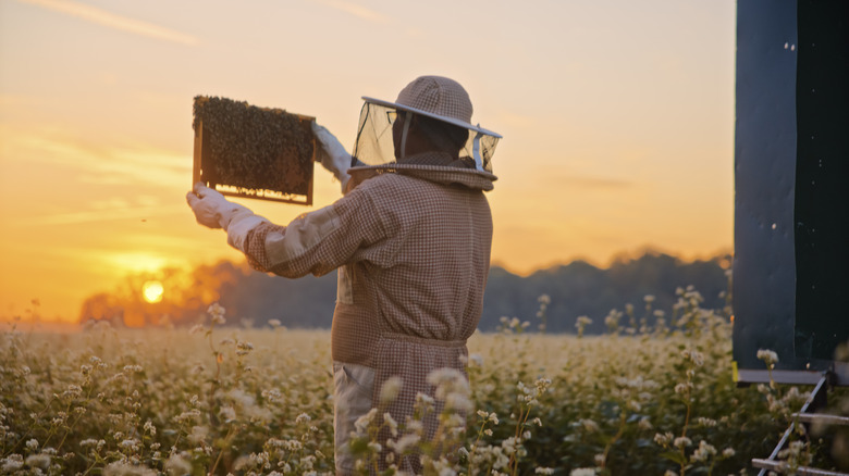 A beekeeper at sunset