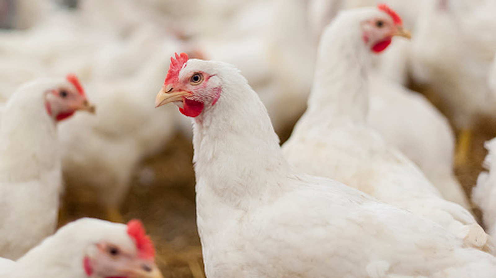 The Biggest Chicken Recalls In US History