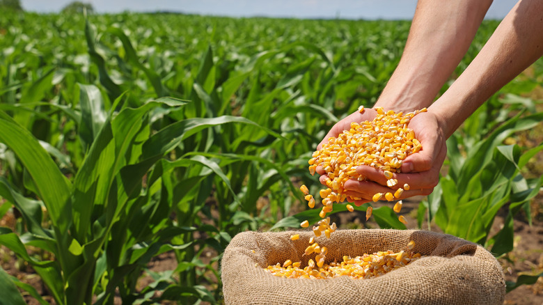 fresh corn kernels