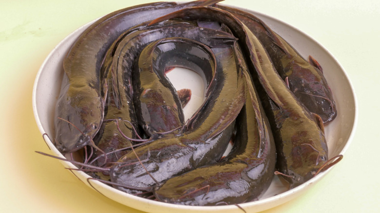 A plate of freshly caught catfish