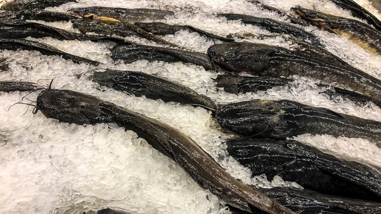 Frozen catfish on a bed of ice in a supermarket seafood stall