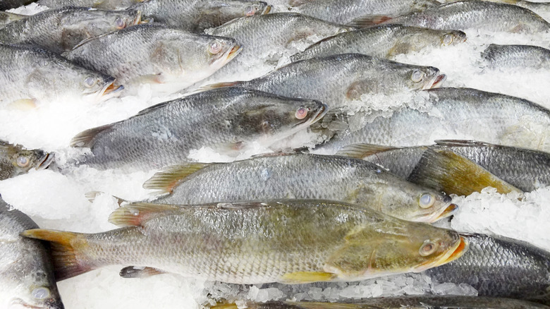 Frozen catfish with yellow coloring on a bed of ice
