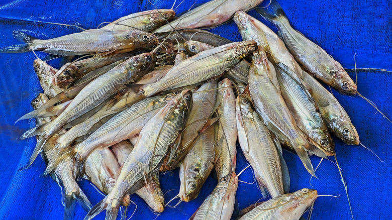 Freshly caught mystus cavasius against a blue tarp