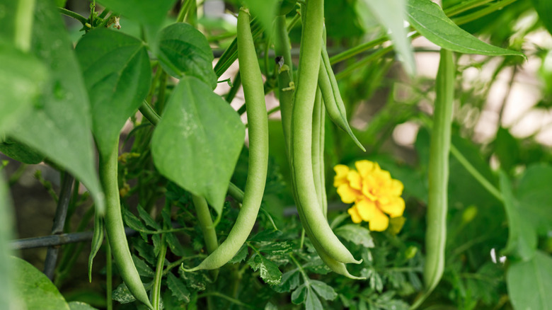Green beans growing on the vine